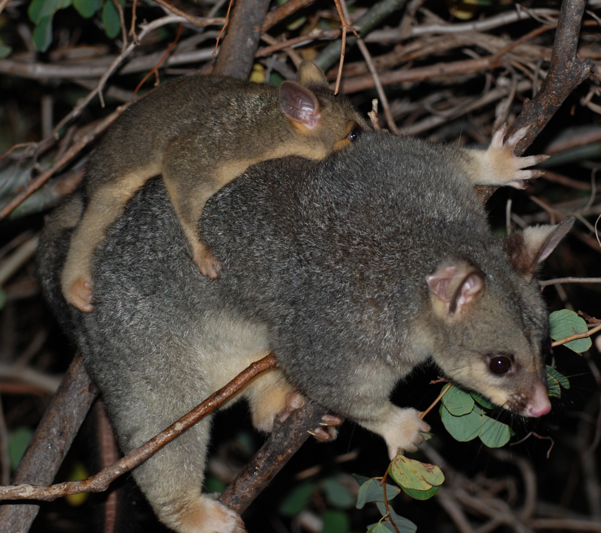 cocoa and kwila - august 2007