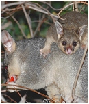 kwila and cocoa - click to enlarge