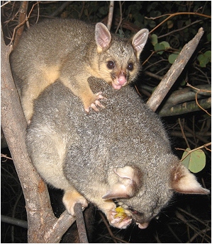 cocoa and kwila august 2007