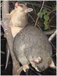 kwila and cocoa - click to enlarge