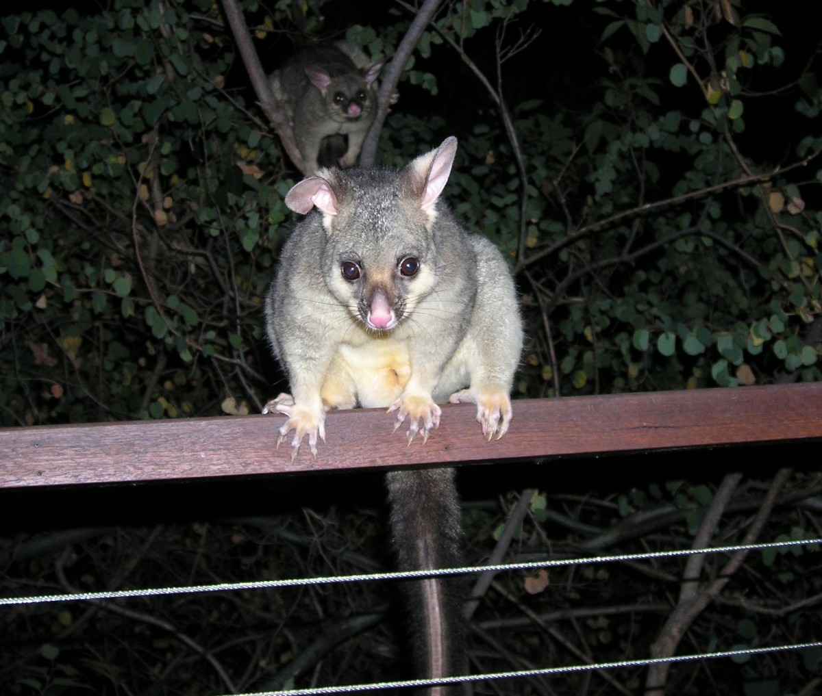 Cocoa and Mystery Possum 2 - may 2007