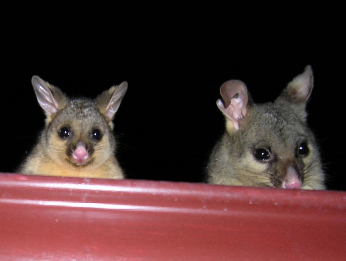 queek and cocoa peering over the gutters - september 2006