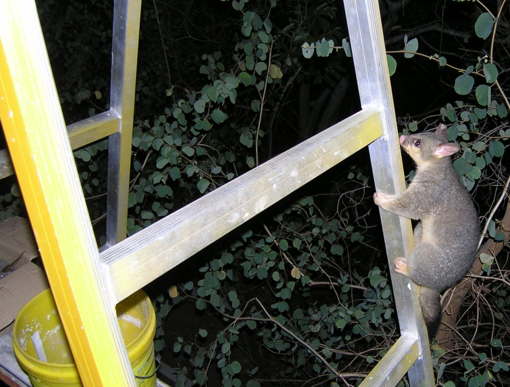 cocoa climbs a trestle - october 2006