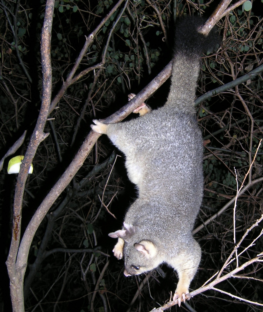cocoa dangling and twisting for a piece of apple - august 2006