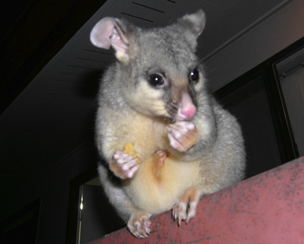 queek's hand reaches out of the pouch, possibly for carrot cake - august 2006