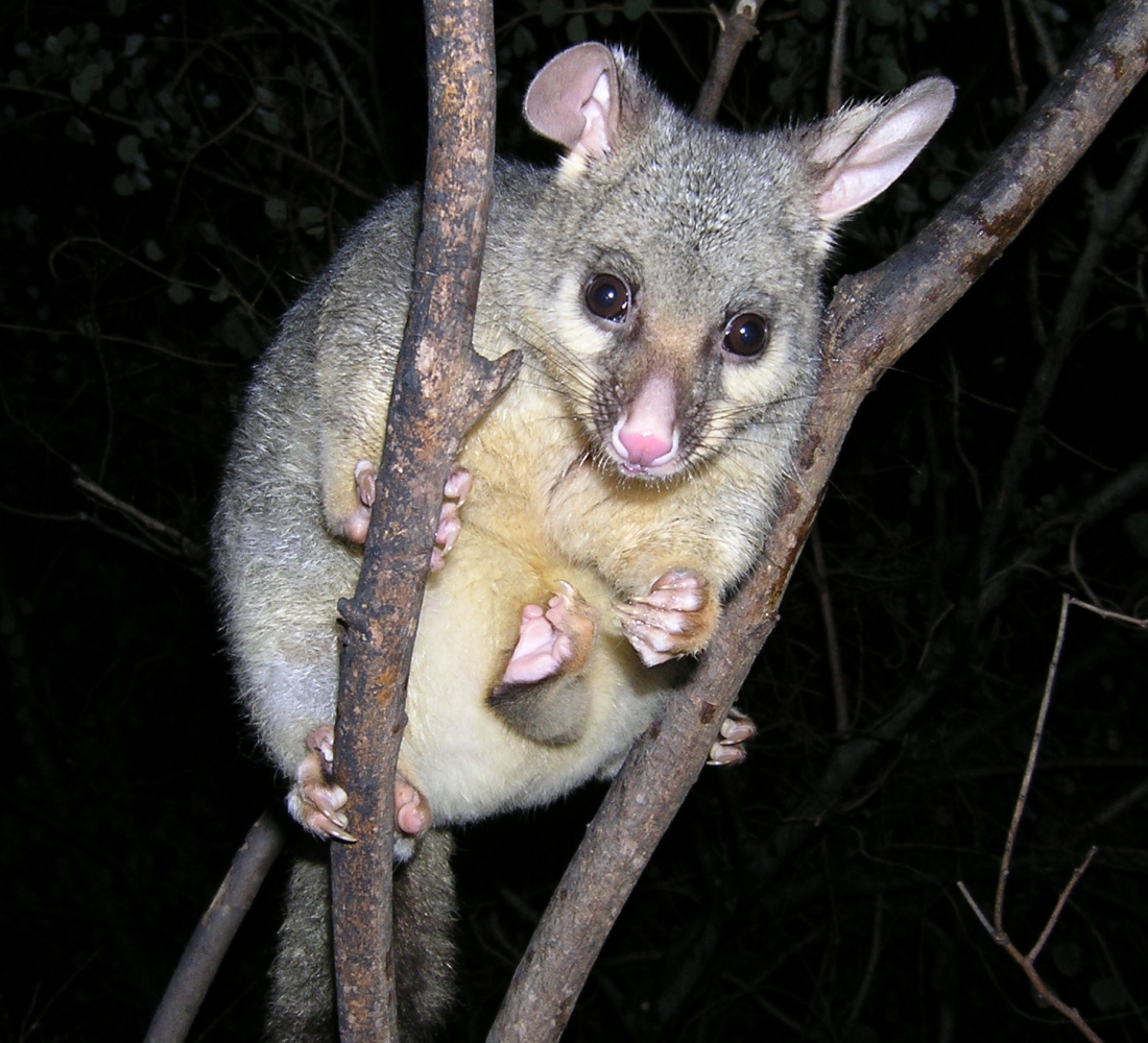 queek's foot is often hanging out of the pouch - august 2006