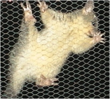 cocoa clinging to wire mesh october 2005 - click to enlarge (large version is very poor quality)