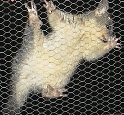 cocoa clinging to wire mesh october 2005