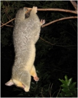 cocoa dangling by one foot - click to enlarge