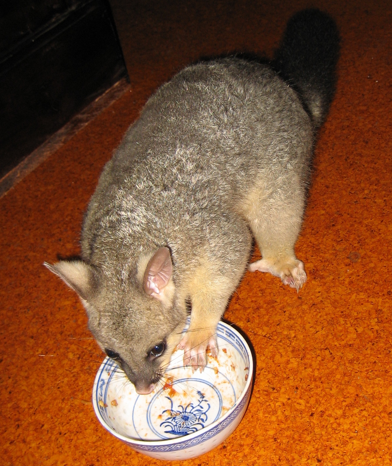 cocoa eating sweet and sour stirfry leftovers - november 2005