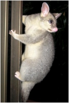 ginger climbing sliding doors january 2005 - click to enlarge
