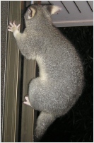 ginger climbing sliding doors - click to enlarge