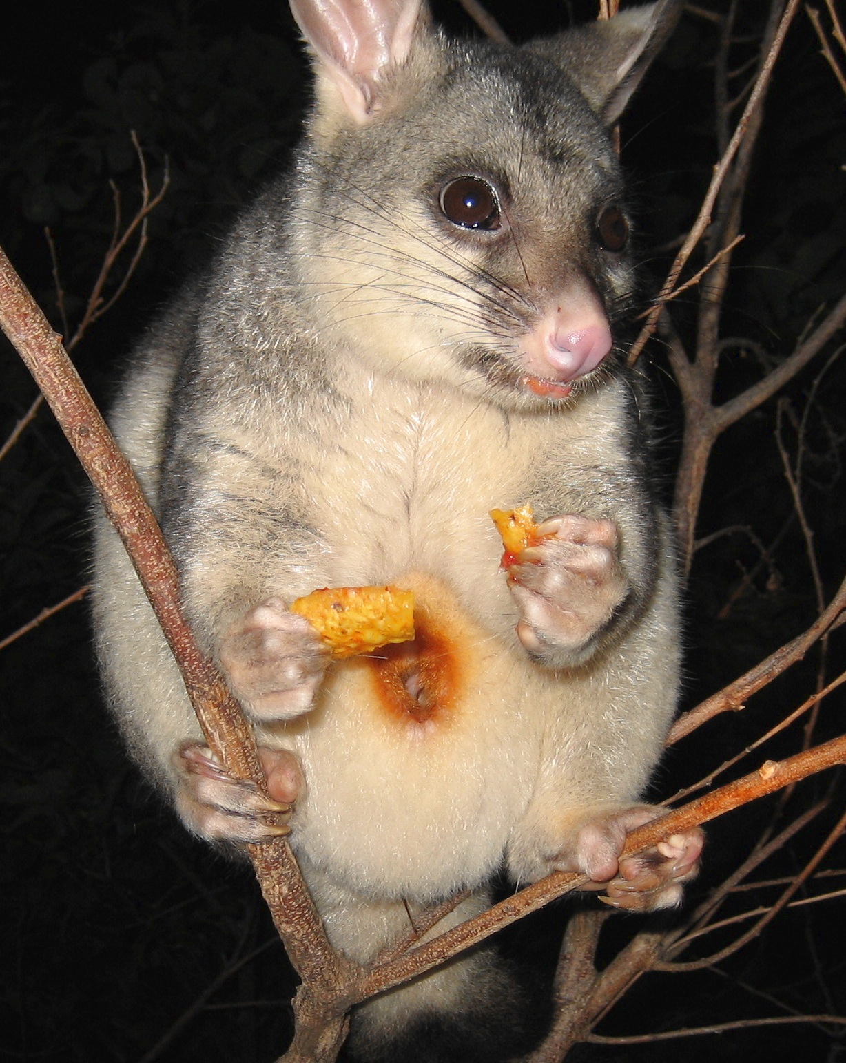 ginger with new baby in pouch november 2005 (eating nachos with salsa)