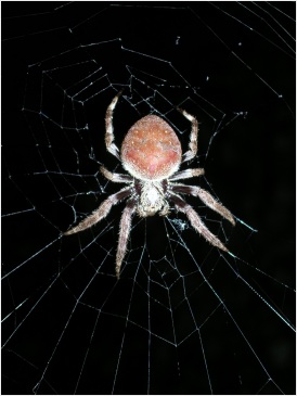 unidentified spider