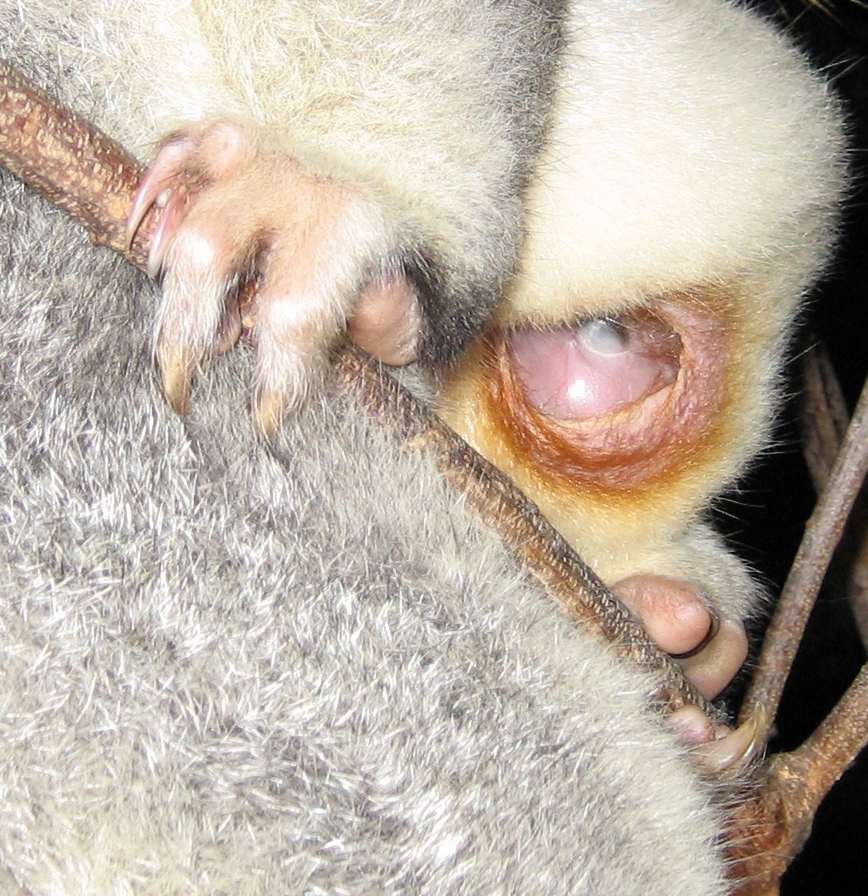 baby possum eye december 2005