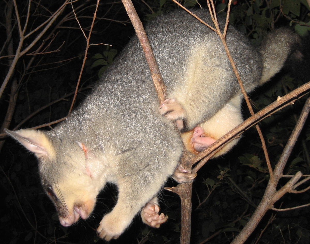 baby possum leg december 2005