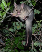 kwila - click to enlarge
