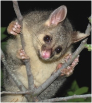kwila - click to enlarge