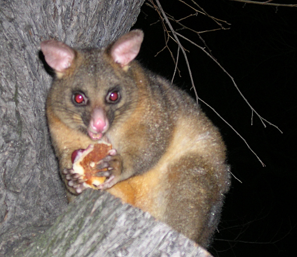 melbourne possum eating cherry pastry - july 2006