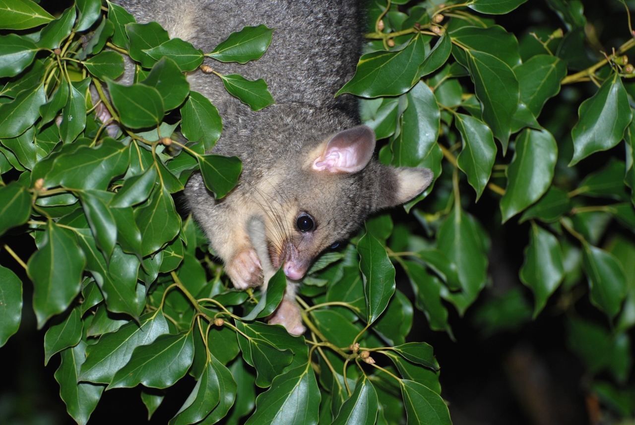 new baby possum in the area - march 2008