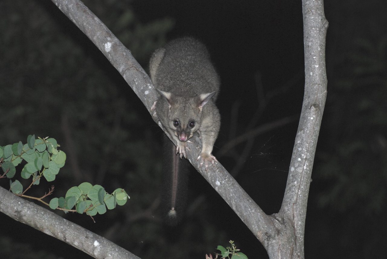 new possum in the area - february 2008
