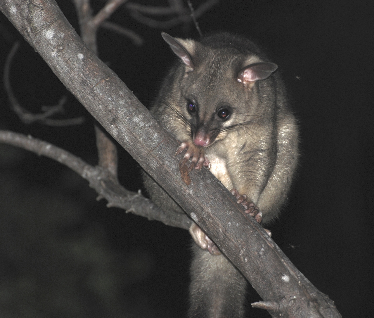 new possum in the area - february 2008