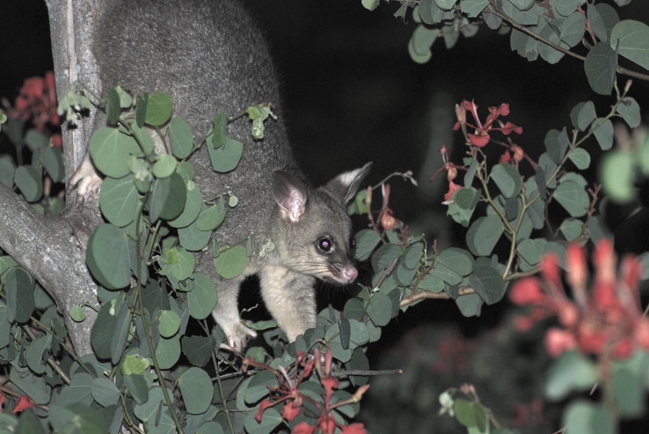 new possum in the area - february 2008