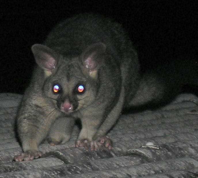 olaf the marauding possum - september 2006