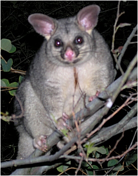 olaf the koala possum - september 2006