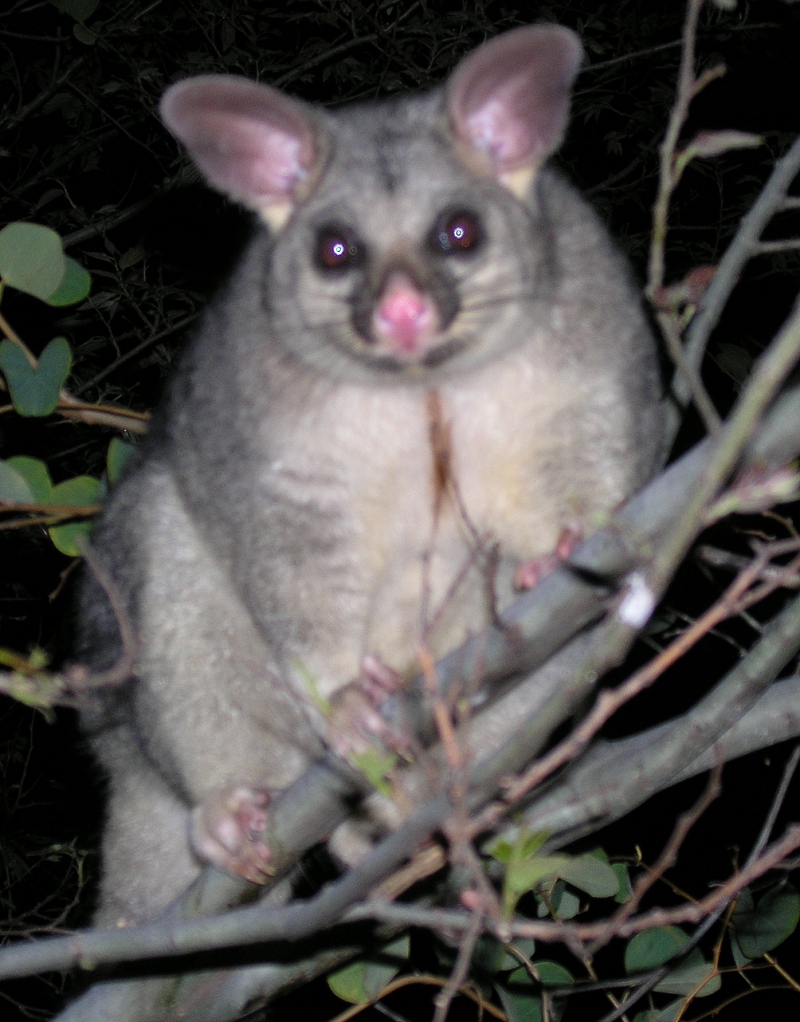 olaf the koala possum - september 2006