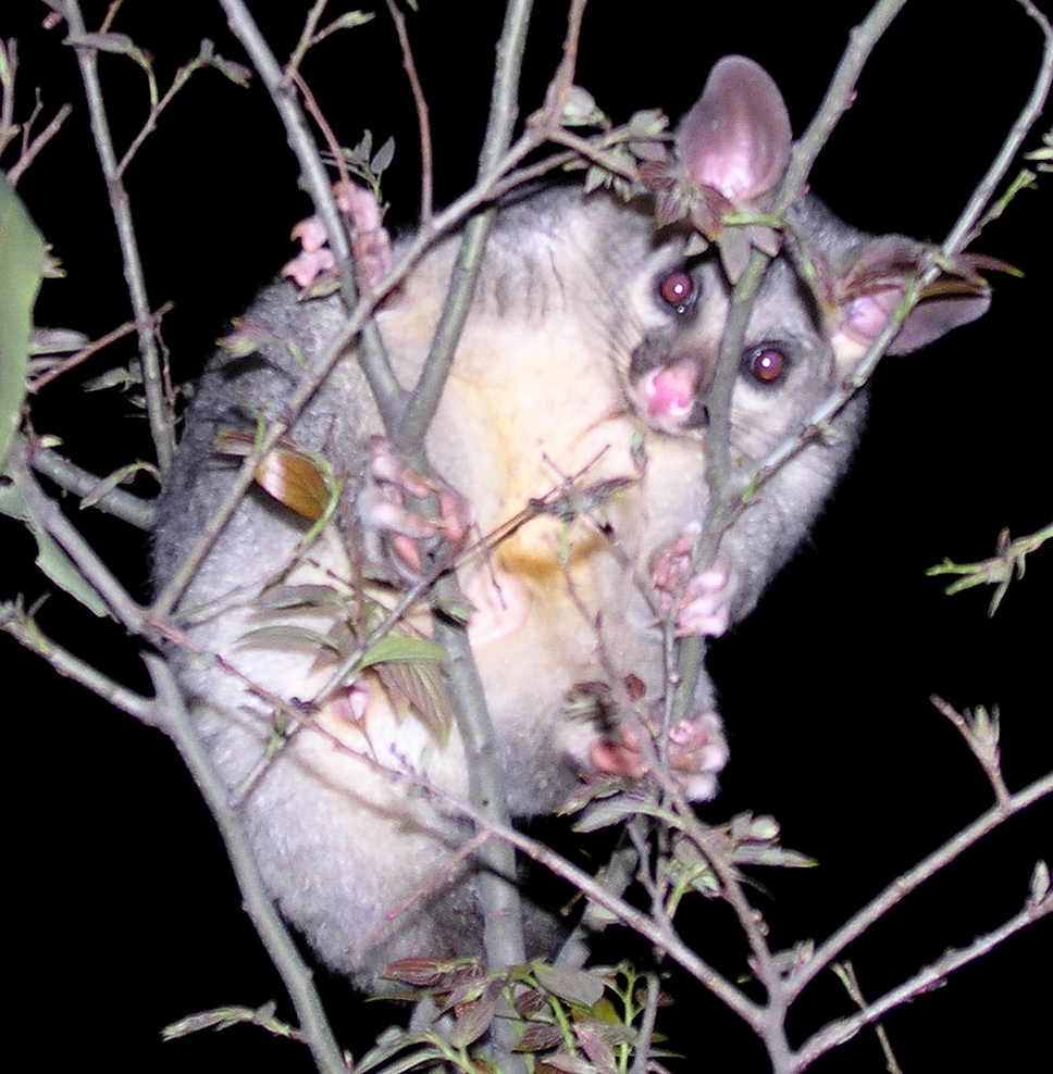 olaf the koala possum - september 2006