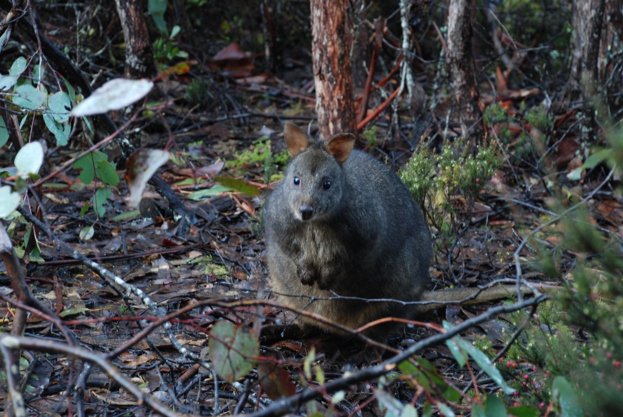 adult pademelon (tasmania) - september 2008