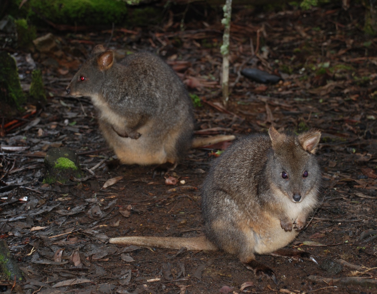 pademelons (tasmania) - september 2008
