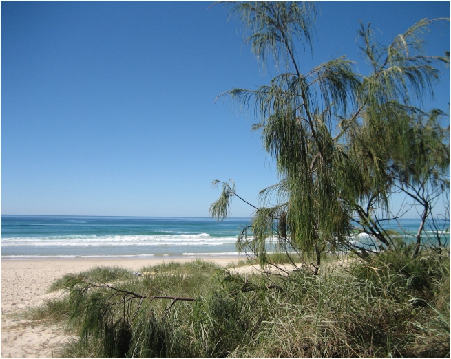 casuarina (actual casuarina tree)