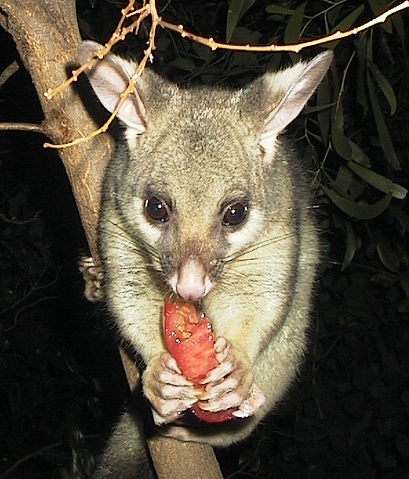 april 2005 (i'll probably add some details about the possum's behaviour at some point)