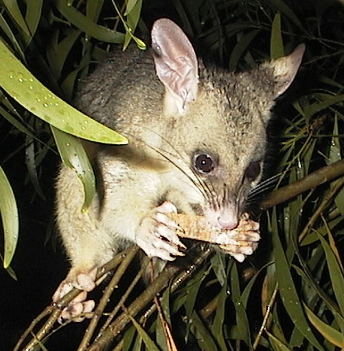 the possum visits even in the rain