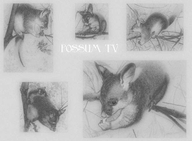 possum tv