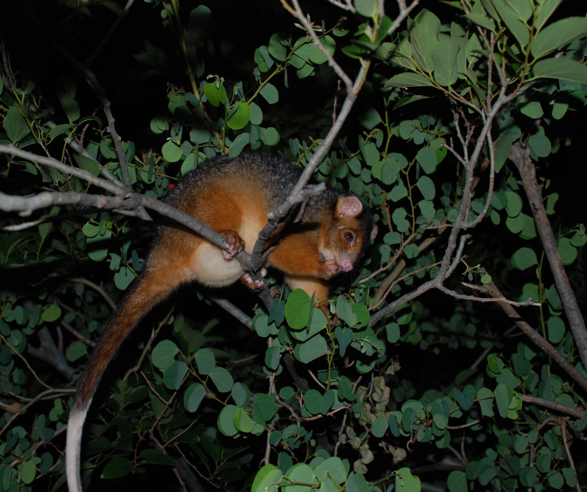 pumpkin with babies in her pouch - november 2007