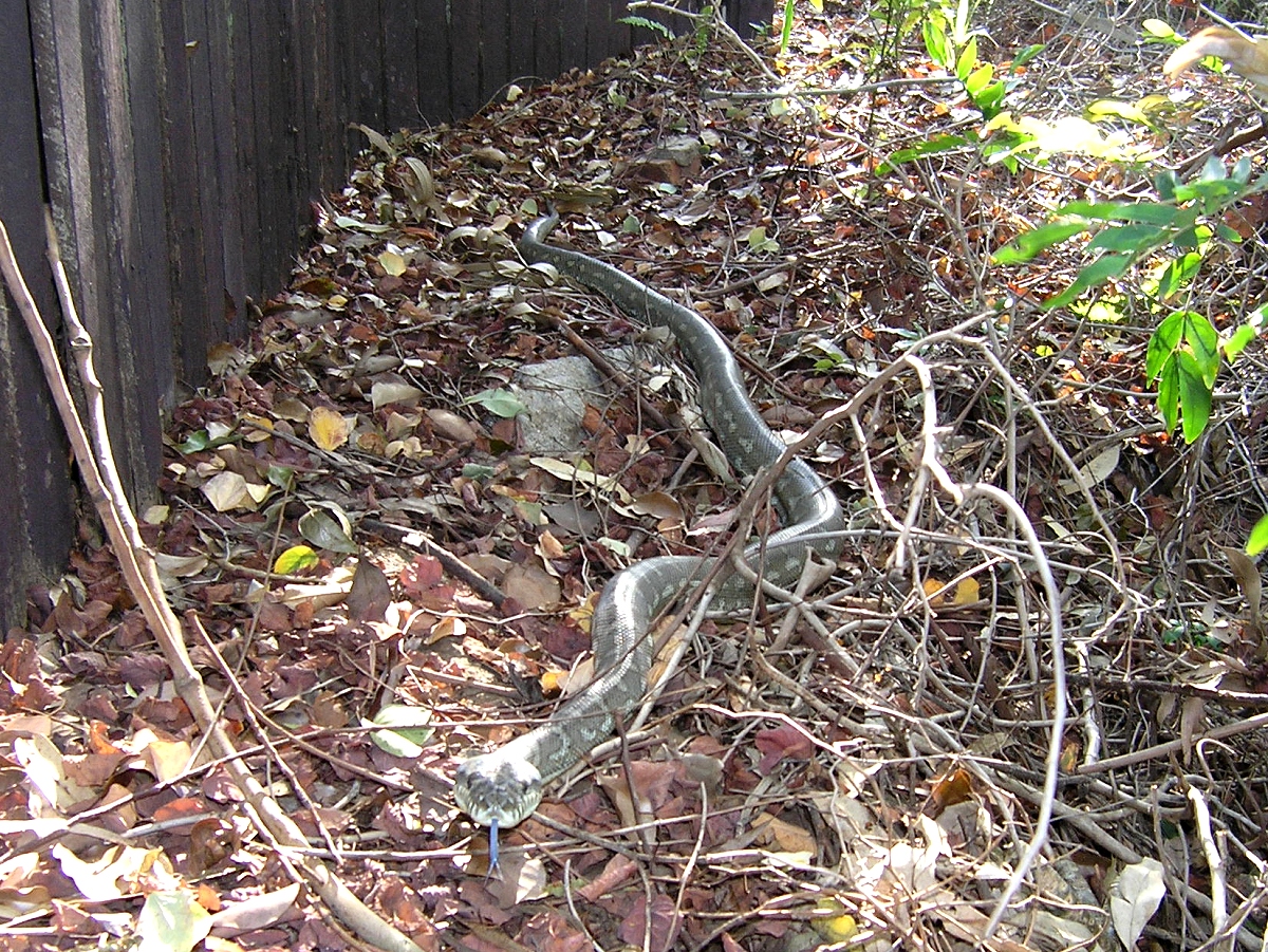 python in the garden - september 2006