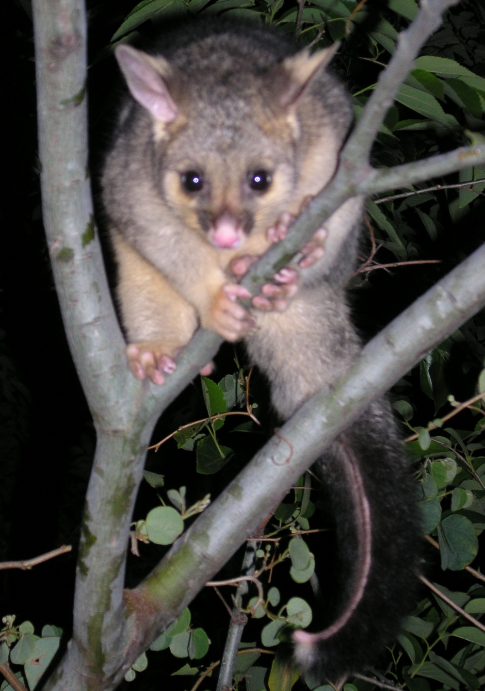 queek on his own - october 2006