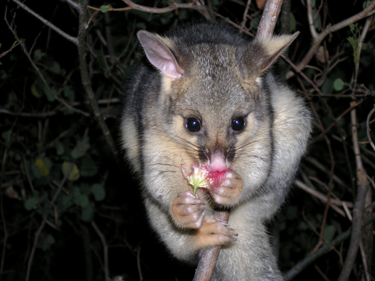 queek eating a pink tufted flower - october 2006