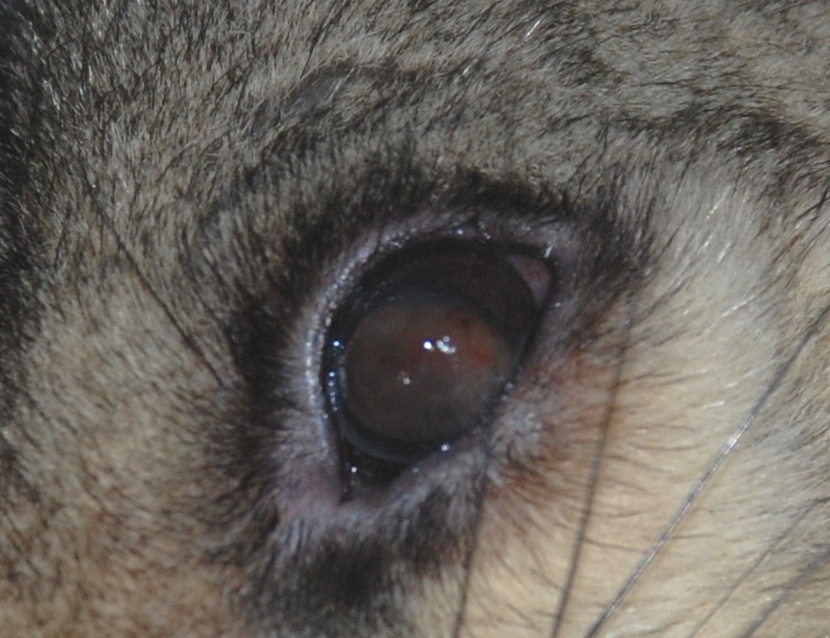 queek's eye wound - november 2007