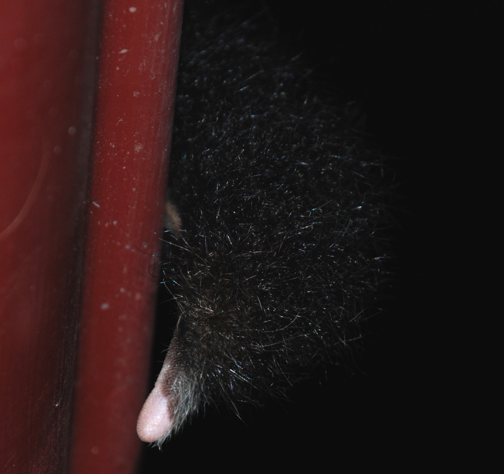 queek's tail - december 2007