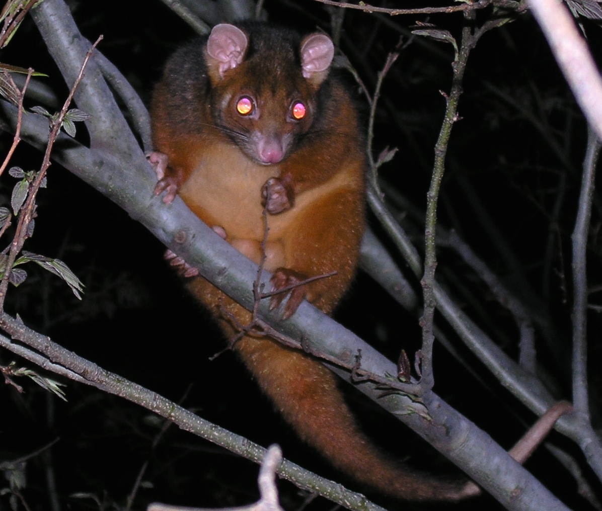 plump ringtail possum - september 2006
