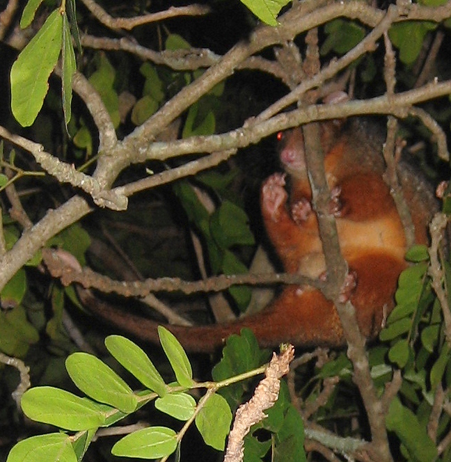 male ringtail possum - november 2005