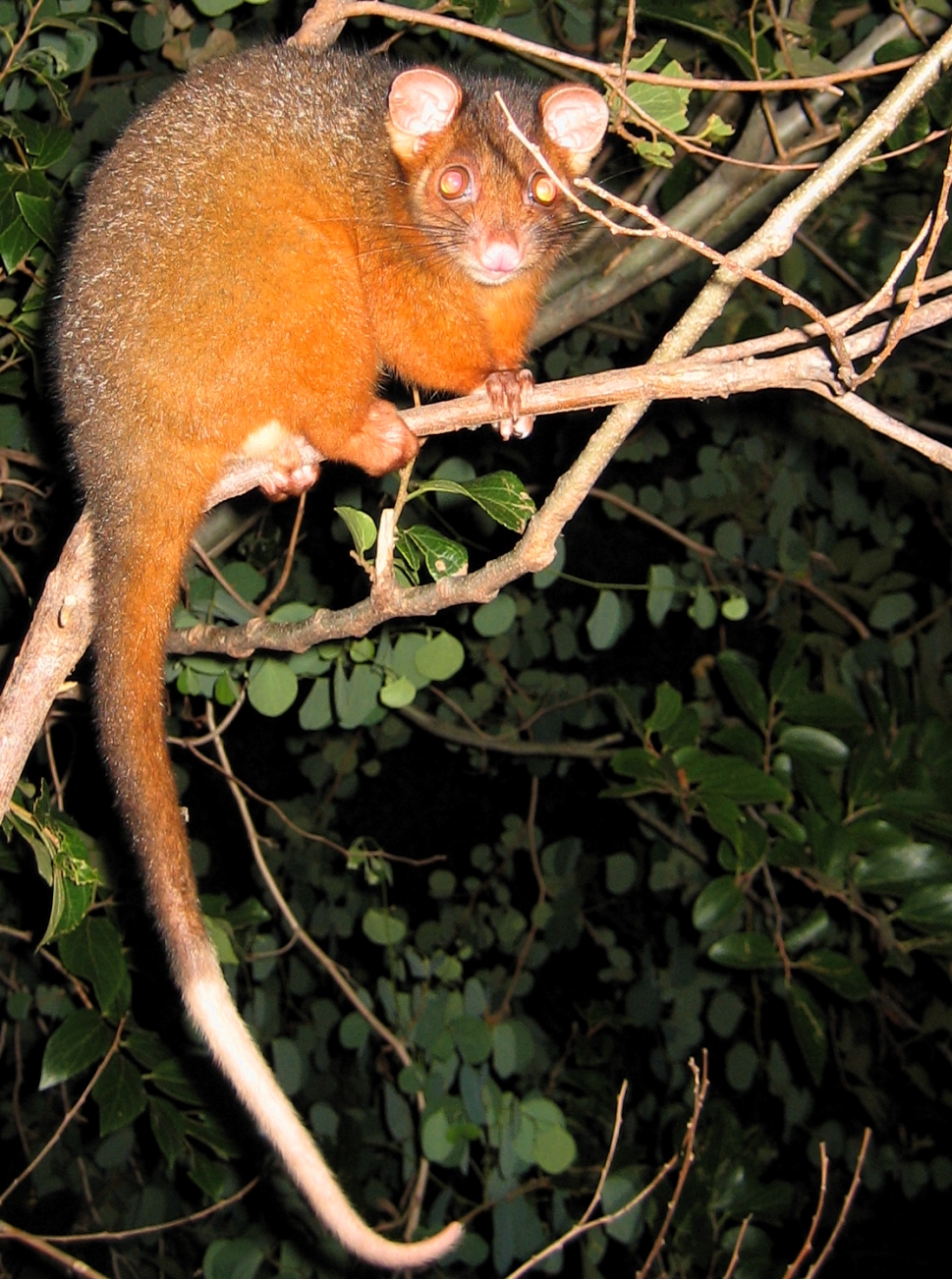 ringtail possum - january 2006