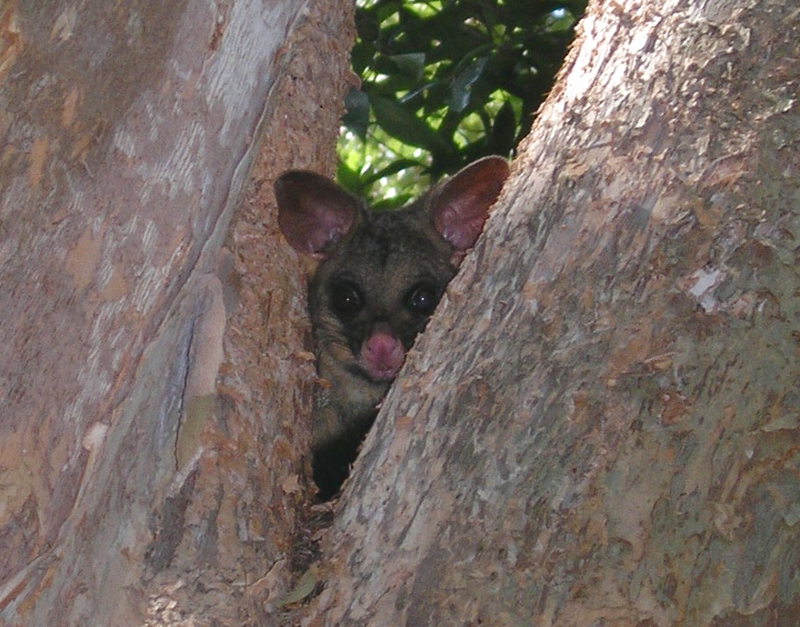 sydney possum march 2006