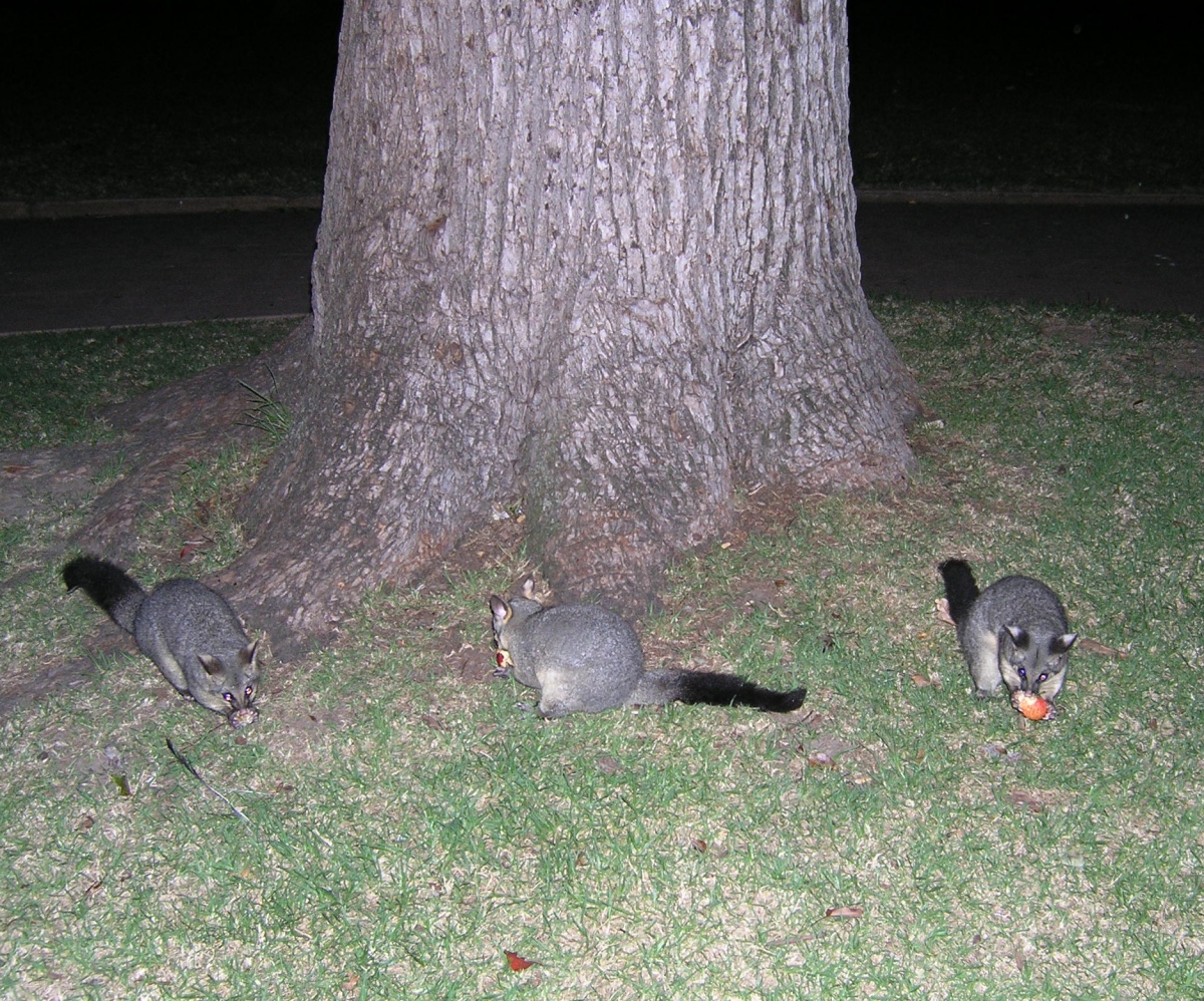 sydney possum swarm april 2006 - part one