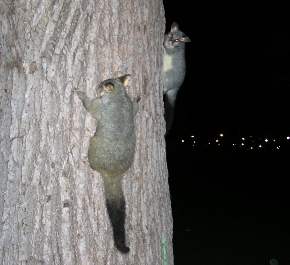 sydney possum swarm april 2006 - part two