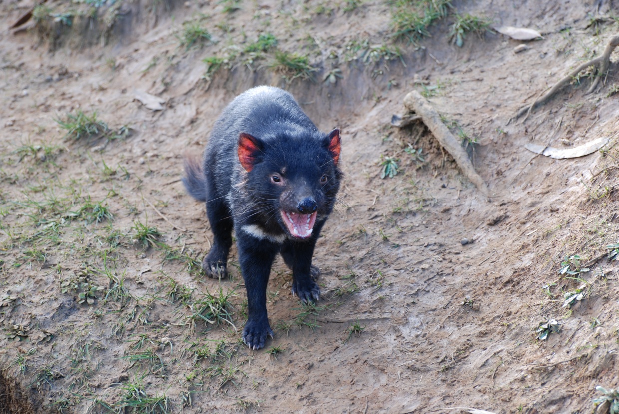 tasmanian devil (tasmania) - september 2008